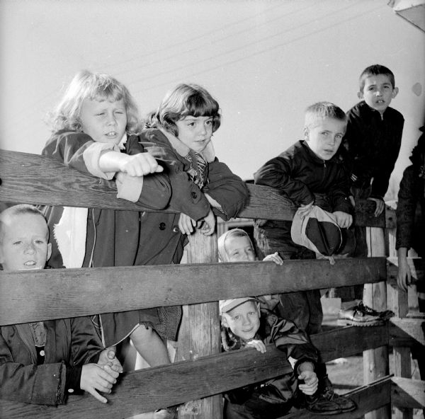 A group of third grade Lapham School students looking at a herd of dairy cows during a tour of Bowman Farm Dairy on Fish Hatchery Road. Looking over a fence are, left to right: Sharon Malard, Pam Meuller, Paul Kolberg and Ernest Jones. Peeking through the boards of the fence are: Ruth Tilker and Douglas Dunlap.