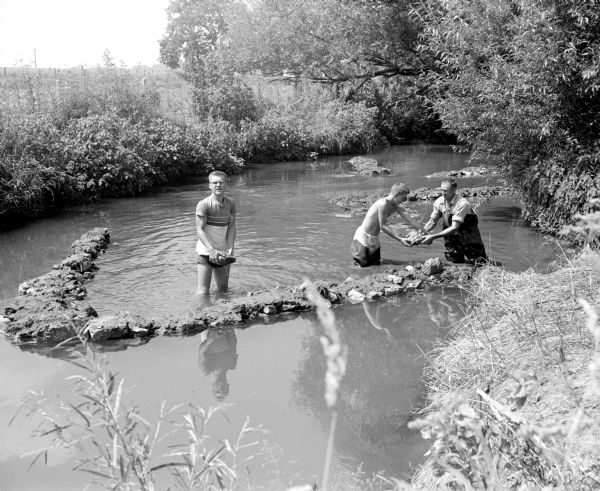 Two teen boys and an adult stand in ankle deep Black Earth Creek (west of Cross Plains) while working together to build a "V" shaped conversion dam, pointing down stream, in the creek bed. The boys are from West and East High Schools of Madison and are taking a five-week outdoor science course under the direction of the Wisconsin Conservation Department. They are Dick Snyder, Bob Walker, and Eddie Hillenbrand. They are holding rocks and applying the finishing touches to the dam.