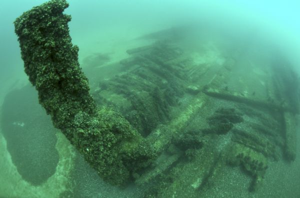 Underwater view of algae and mussels covering the wood skeletal frame of the <i>Advance</i>, a schooner built in 1853 and sunk in 1885. Most of the frame is laying splayed out on the floor of Lake Michigan, but one piece, the stem post, stands straight up towards the top left corner.