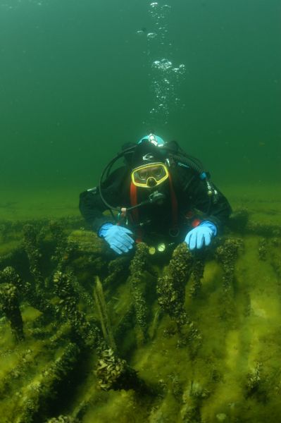 Underwater view of an underwater archeologist investigating the drift pins of the <i>Louisiana</i>. Algae and mussels are covering most of the wood of the ship.