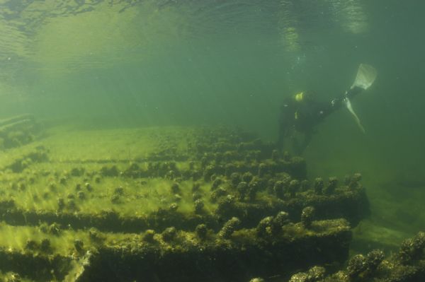 Underwater view of an archeologist surveying the frames of the <i>Louisiana</i>. Mussels and algae are growing on the wood of the ship.