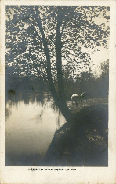 View along shoreline towards two horses standing on the bank of the river. There is a tree in the foreground. Caption reads: "Montello River, Montello, Wis."
