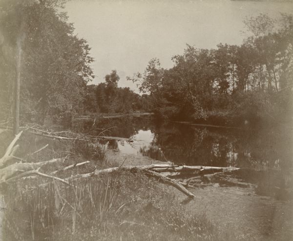 View from shoreline with fallen tree towards trees reflected in the Montello River, upstream from the dam in Montello, which created the mill pond, now Montello Lake.