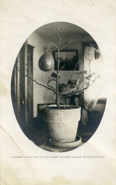 A large unripened lemon hangs from a bare branch of a potted lemon tree photographed in a parlor. The tree has lost most of its leaves. A printed inscription reads: "A Lemon Tree and Fruit in One of Our Homes, Montello, Wis."