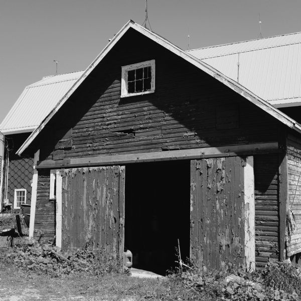 View of a weathered old barn on the family dairy farm. The sliding doors are open, and there is one small window just under the roof at the gable end of the barn. There is another barn in the background on the left.