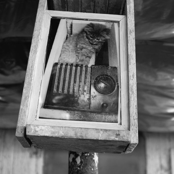 A photograph of a photograph of a kitten sitting on an old radio. The photograph is hanging in a wood frame from the rafters of the barn.