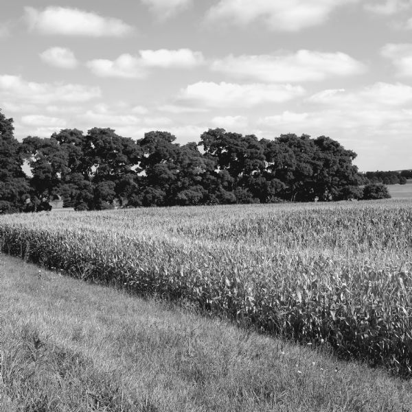 View near Mineral Point Road across grass and Queen Anne's lace and a cornfield towards a line of black locust trees. 