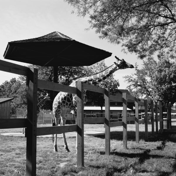View across fence towards two giraffes standing in an enclosure. The giraffe in the foreground is leaning its head over the fence. Trees and a tall, umbrella-shaped awning provide some shade.