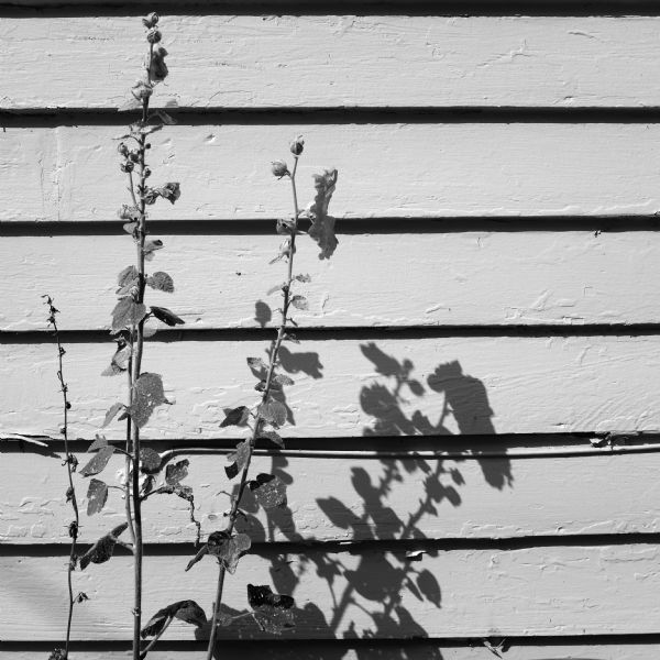 Close-up view of Hollyhocks with last flowers and seeds making shadows on the side of a building.