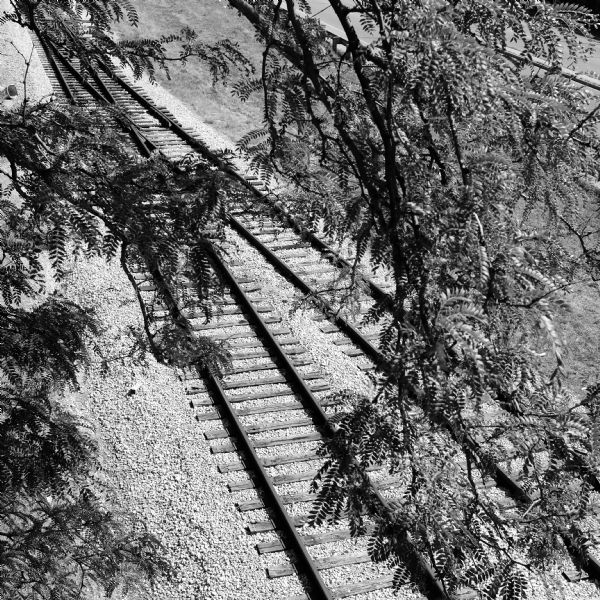View looking down through the branches of locust trees at railroad tracks that run along University Avenue.
