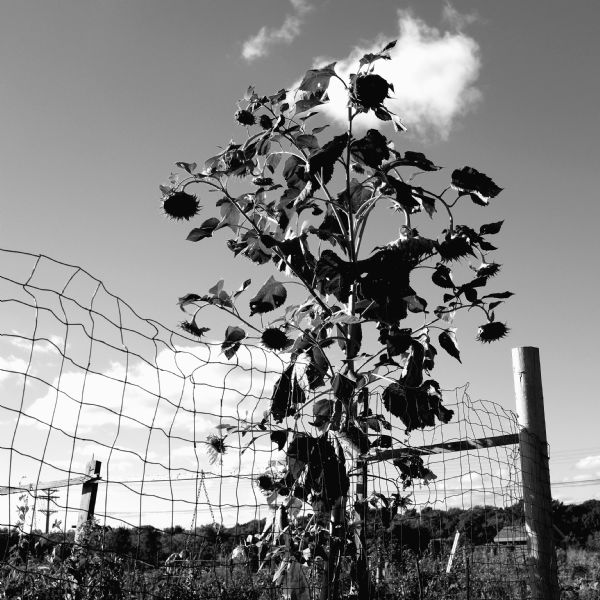 Sunflower plant with giant weeping seed heads standing near a wire fence in a community garden in the autumn.