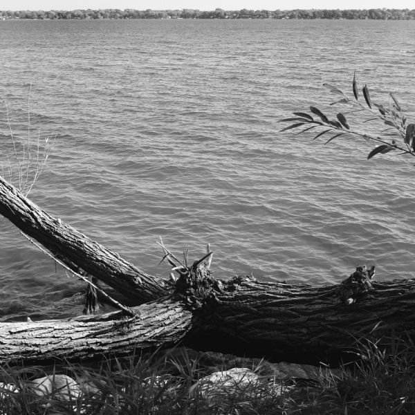 View from shoreline of a lake. In the foreground is the trunk and branches of a fallen tree resting low in the rocks and grasses. In the distance is the far shoreline.