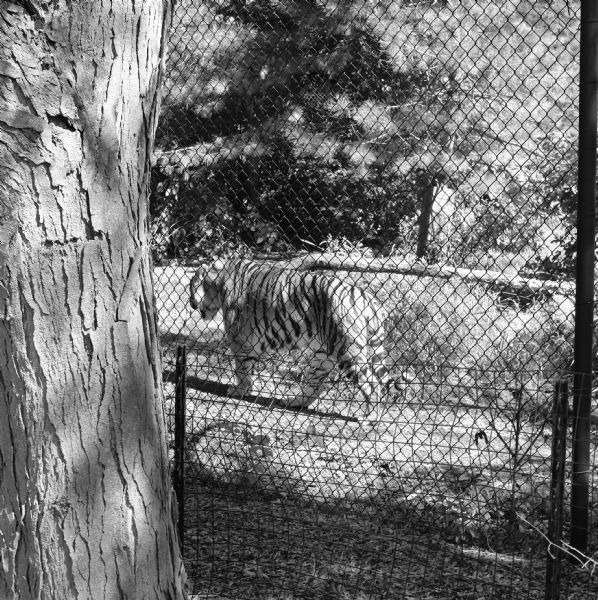View through fence of a tiger walking along the a well worn path at the Henry Vilas Zoo. There is a tree in the left foreground, and more trees and grasses are in the background.