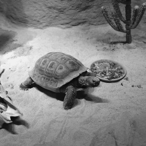 A small turtle moves along the sand at the Henry Vilas Zoo. Next to the reptile (tortoise) is the morning dish of nibbles. A plastic cactus is in the background.