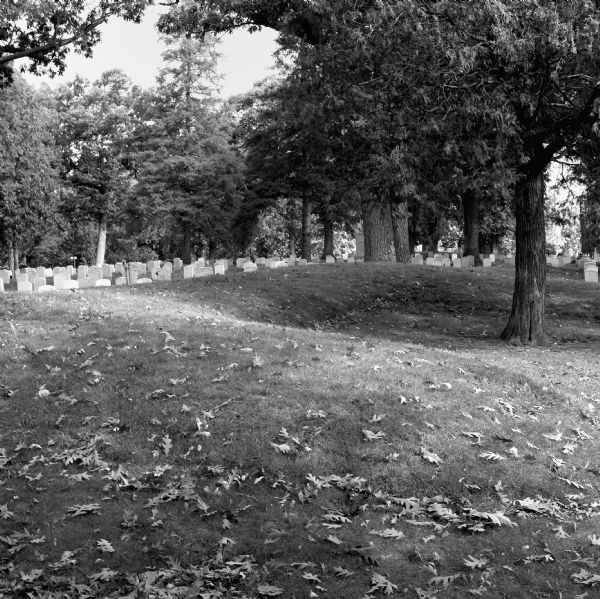 A grove of trees growing behind a line of gravestones at Forest Hill Cemetery, and what may be an effigy mound. Fallen leaves are on the grass.