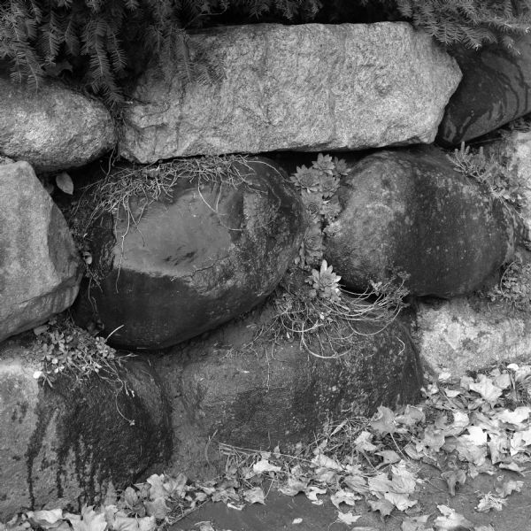 Close-up view of stones in a retaining wall. Pine branches are along the top of the stones, and Hen-and-chicks are growing between the crevices. Fallen leaves are lying on the ground.