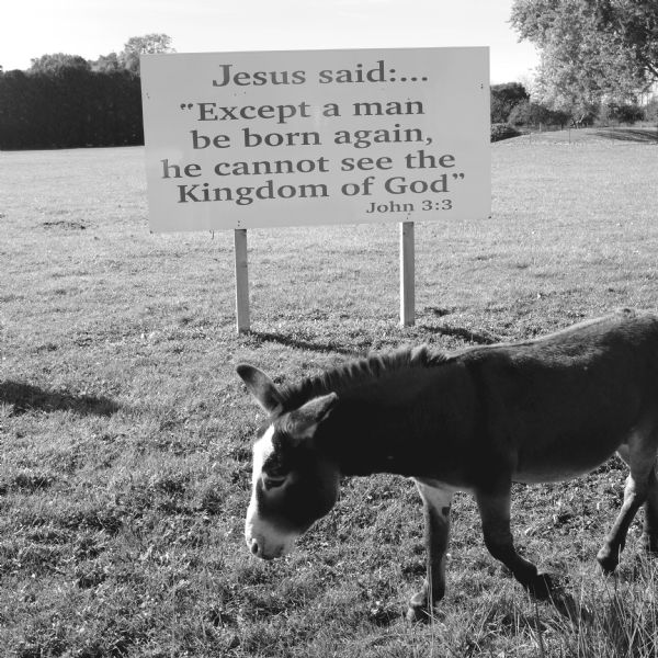 Elevated view of a donkey walking in a field in front of a sign which reads: "Jesus said:... 'Except a man be born again, he cannot see the Kingdom of God' John 3:3."