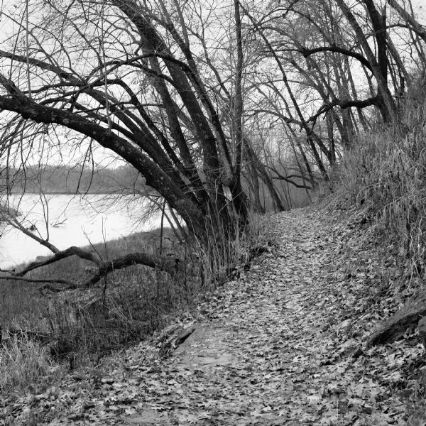 View down a small dirt path lined with grasses and trees along Ferry Bluff State Natural Area. To the left is Honey Creek leading to the Wisconsin River. 