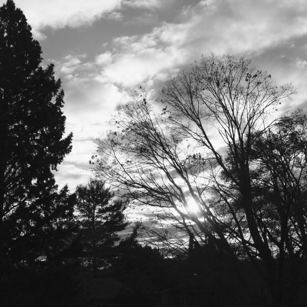 Silhouettes of evergreen trees, and trees almost bare of their leaves against a sky with clouds. The sun is shining through clouds, branches and power lines.