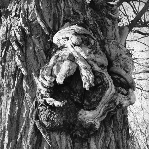 Close-up of a large burl protruding from a tree trunk. 