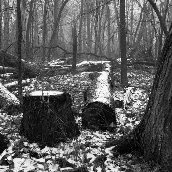 Fallen trees and leaves lying in the snow. A light fog is rolling through the woods.