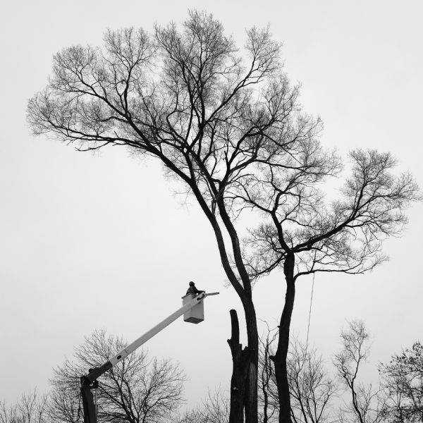 A cherry-picker is lifting a line worker holding a STIHL chainsaw and wearing a helmet high in the air next to a Siberian elm that is in the process of being cut down. Some of the branches from the tree have already been removed.