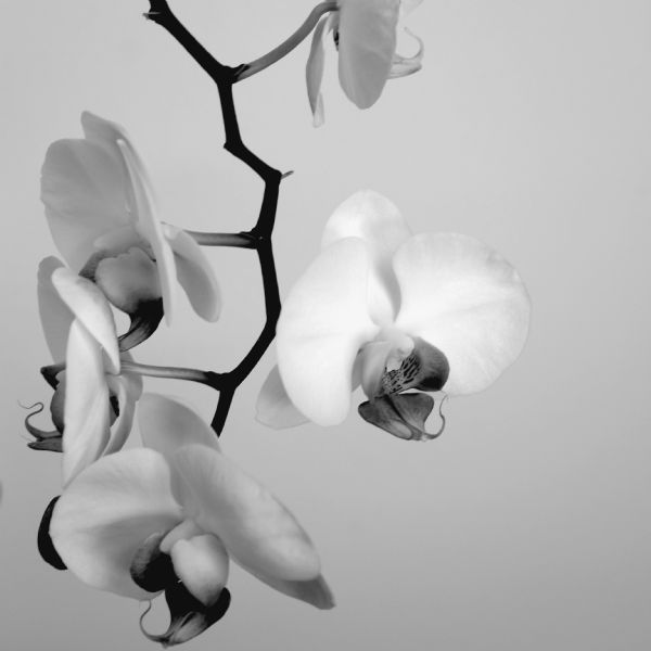 Close-up of an orchid branch.