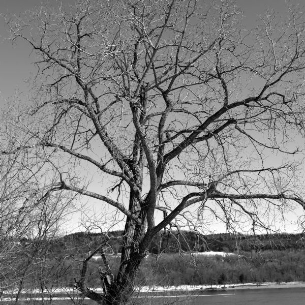 View of a tree standing on the bank of the Wisconsin River, framed by the snow and tree-covered hills of the opposite bank. An eagle is sitting in the middle branches of the tree facing the river.