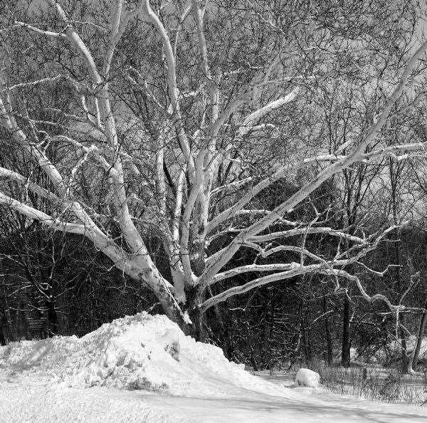 View of a sycamore tree in a snowbank that has been piled in front of it. Trees are in the background, framing the white bark of the sycamore. A wooden sign on post on the left reads: "University of Wisconsin Arboretum."