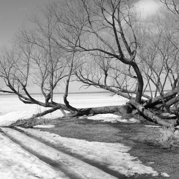 View along shoreline towards a tree on Lake Mendota. The limbs of the tree have grown close along the ground and out over the lake. The snow has melted revealing grass and dirt, and there are tire tracks in the foreground crossing diagonally to the frozen ice of the lake on the left.