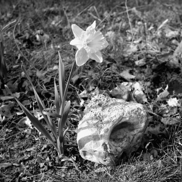 Close-up view of a daffodil blooming next to a rock.