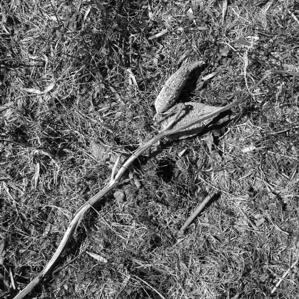 A blade of dead milkweed lying on wet grass and dirt.