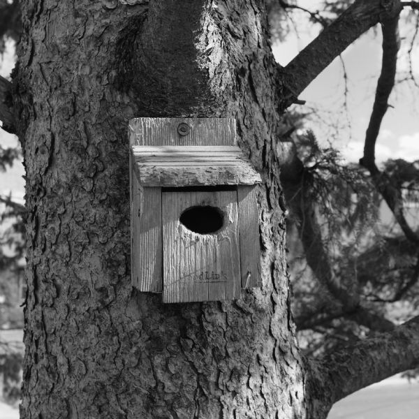 Close-up of a worn, wooden birdhouse attached to a tree trunk. Embossed in the wood is the word: "WoodLink." 