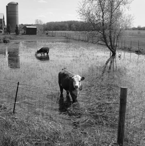 View across fence towards two cows standing a field flooded from spring rains. A Canada goose is swimming near a tree in the background on the right. In the background are a silo and barn and other farm buildings.
