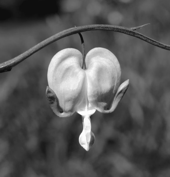 Close-up view of a single flower of a bleeding heart hanging from a stem.