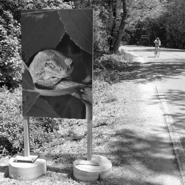 View of a large sign in the Arboretum posted at the side of a road depicting a frog on a branch to mark the crossing of frogs between wetland and lake. In the distance is a bicyclist coming up the road.