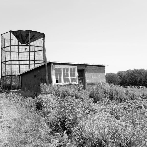 View of an abandoned chicken coop next to an empty and rusting corn crib on a farm. Tall grass and weeds are growing in front. In the distance on the right a group of cows are grazing.