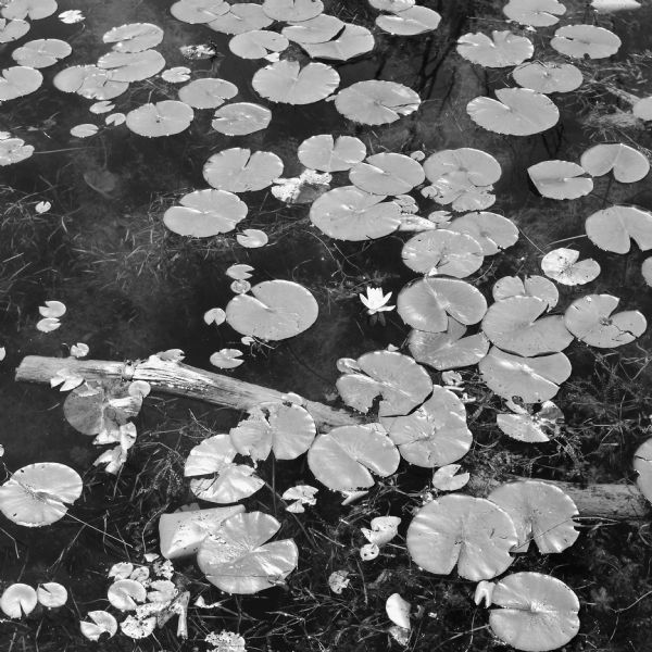 View looking down at a bed of water lilies on Fountain Lake. A single bloom is near the center.