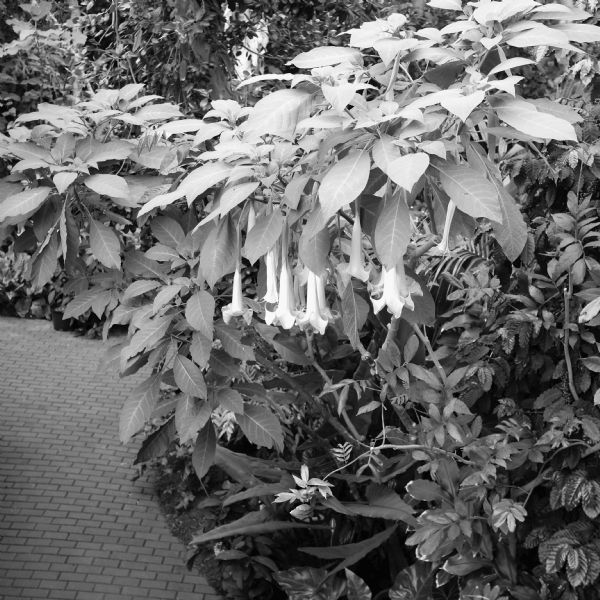 Brugmansia are blooming on large bushes among plants and trees along a brick path in the Bolz Conservatory at the Olbrich Botanical Gardens.