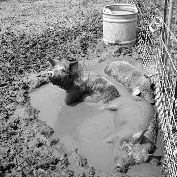 Three pigs wallowing in the mud near the side of a wire fence. A trough of water is behind the pigs.
