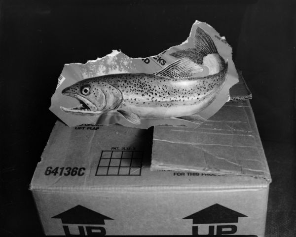 An image of a fish cut-out, a trout, from a piece of paper is propped on top of a cardboard box.