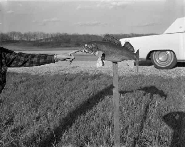 Outdoor view of a man's arm, on the left, holding open the mouth of a Walleye. The Walleye has been affixed to the top of a stake in the ground. A car is parked along the side of a road in the background on the right. The shadow of the man, the fish, and the photographer are cast on the ground.
