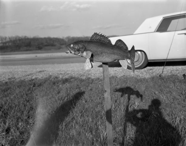 A Walleye fish has been propped onto the top of a stake in the ground. A car is parked along the side of a road in the background on the right. The shadow of a man, the fish, and the photographer are cast on the ground.