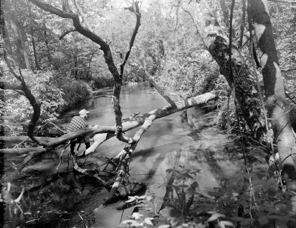 View looking down towards Sid, with a cigar in his mouth, sitting on the limb of a fallen tree while trout fishing in Rowan Creek.