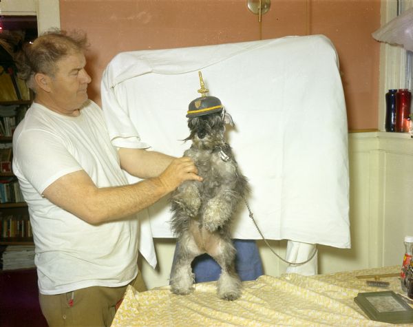 Indoor view of Alex Jordan holding Tinkerbell upright on a table with a white sheet in the background for a backdrop. The dog's fur has been styled into a mustache, and a Prussian military helmet (or Pickelhaube) has been placed on his head. The Schnauzer's owner was Jenny Olson.
