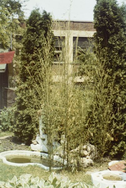 Sid's backyard with a small concrete pond and bamboo, Cedar trees and a fence. Madison-Kipp Corporation is in the background.