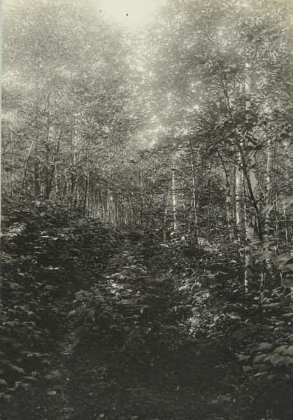 A view down an old road through a forest of birch trees. The road is overgrown with plants.
