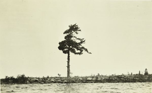 A view of a Norway Pine. This type of pine tree was used by Native Americans to mark portages and trails, and later by the Dawson Route to mark the boundaries.
