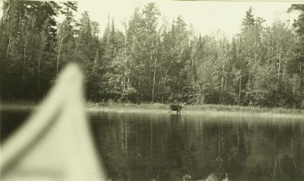 View from a canoe of a moose feeding in the waters of Sturgeon Lake. The prow of the canoe is in the foreground.