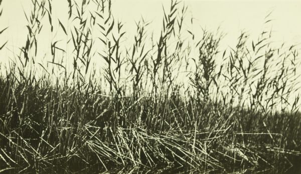 A view of wild rice near Sturgeon Lake.